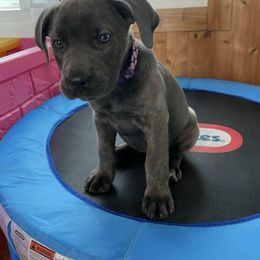 Cane Corso Puppies from Bear Valley Cane Corso