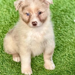 Red Merle female 2 - Red merle female Miniature Australian Shepherd puppy in Lemon Cove, California from Magic Ranch Mini Aussies