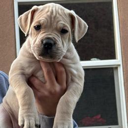 Rudolph - Fawn male Cane Corso puppy in Utah from 3Lake Kennelz
