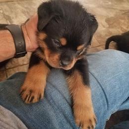 Rottweiler Puppies from 💥𝙿𝙾𝚆𝙴𝚁 𝙷𝙰𝚄𝚂𝙴 𝙺𝙴𝙽𝙽𝙴𝙻𝚂🇺🇸