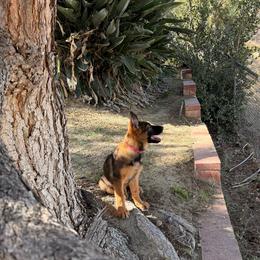 Magenta - Black and red female German Shepherd puppy in Anaheim, California from Hanan's German Shepherds
