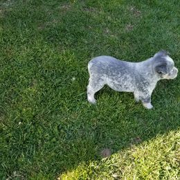 Boy 2 - Australian Cattle Dog puppy in Unicoi, Tennessee from Buffalo Valley AKC Australian Cattle Dogs