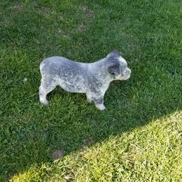 Boy 2 - Australian Cattle Dog puppy in Unicoi, Tennessee from Buffalo Valley AKC Australian Cattle Dogs