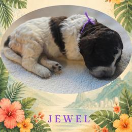 Girl 1 - Brown roan female Lagotto Romagnolo puppy in Salida, California from Harper's Lagotti