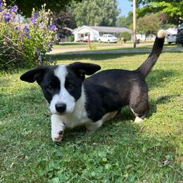 Spruce (Brown Collar) - Black and white male Cardigan Welsh Corgi puppy in Clio, Michigan from Old Oak Cardigans