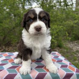 Boy 3 - Brown and white male Aussiedoodle puppy in Hillsboro, Illinois from Perfect Paws Puppies