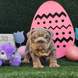 Peaches - Lilac tri-color female Bulldog puppy in Hialeah, Florida from Charliejbulldogs