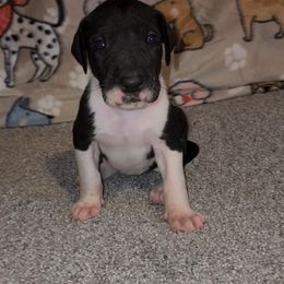 Vega - Mantle female Great Dane puppy in Walker, Louisiana from La Rebel Danes