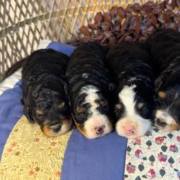Male 2 - Tri-color male Bernedoodle puppy in Belgreen, Alabama from Scott’s Farm Poodles and Doodles
