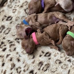 Poodle Puppies from Breahna Snay