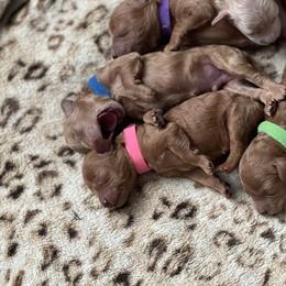 Poodle Puppies from Breahna Snay