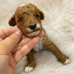 Girl 1 - Apricot female Poodle puppy in Miami, Florida from Sakura Poodles