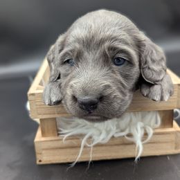 Coyote - male Long Haired Weimaraner puppy in Evart, Michigan from Drehbar Weimaraners