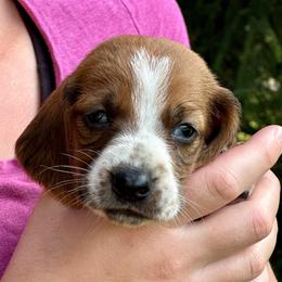 Female 2 - Mahogany and white female Basset Hound puppy in Lindley, New York from Hill Top Basset Hounds & Cane Corso