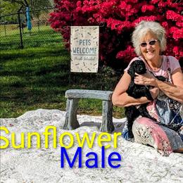 Sunflower - Black female Goldendoodle puppy in Weaverville, North Carolina from Beloved Goldendoodles, LLC.