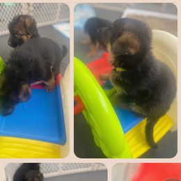 German Shepherd Puppies from MK German Shepherds LLC