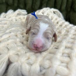 Blue - Cream male Goldendoodle puppy in Lindon, Utah from Ruby’s Minidoodles LLC