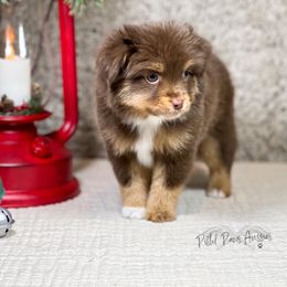 Miniature Australian Shepherd and Toy Australian Shepherd Puppies from Pistol Paws Aussies