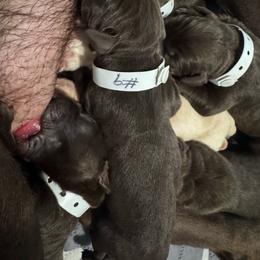 Number 9 - Chocolate female Labrador Retriever puppy in Greenville, North Carolina from Gales Creek Labrador Retrievers