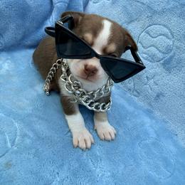 Christoff - Chocolate male Chihuahua puppy in Seneca, Missouri from Stephanie’s Puppy Colony