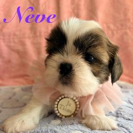 Neve - Gold and white female Shih Tzu puppy in Hemet, California from Aloha Shih Tzu