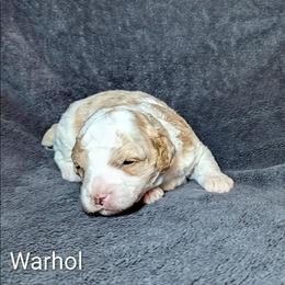 Warhol - Red and white male Cockapoo puppy in Sunset, Louisiana from Cano Cockapoos