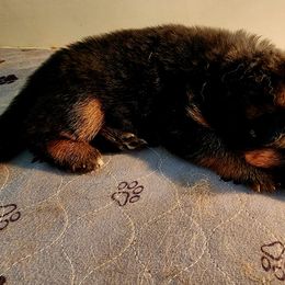 German Shepherd Puppies from Ewig Krieger Kennels