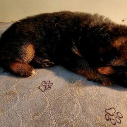 German Shepherd Puppies from Ewig Krieger Kennels