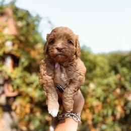 Nutella - Yellow and white female Bernedoodle puppy in Shingle Springs, California from Kindred Oak Goldendoodles