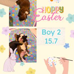 Boy 2 - Gold and white male Shih Tzu puppy in Humboldt, Iowa from Hill’s Puppies