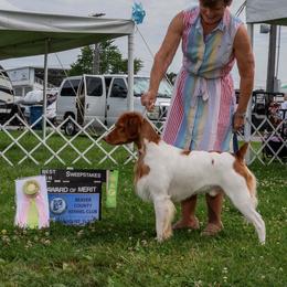 Junior - White and orange male Brittany puppy in Belleview, Florida from Gourley's Brittanys