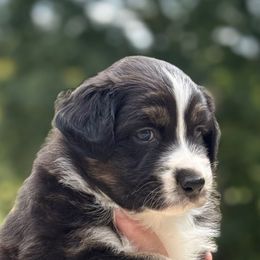 Opal - Black tri-color female Australian Shepherd puppy in Camp Springs, Kentucky from Diamond Paws Australian Shepherds