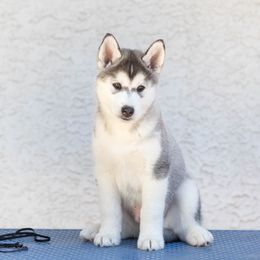 Boy 1 - Siberian Husky puppy in Chester Springs, Pennsylvania from Sassenach Siberians