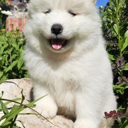 Samoyed Puppies from Rocky Mountain Samoyeds