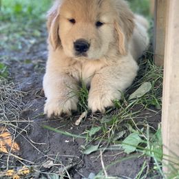 Golden Retriever and Siberian Husky Puppies from Nevani Goldens & Siberians