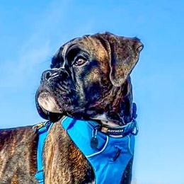 Sully - Boxer