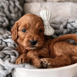 Ginny - Red  Goldendoodle puppy in Corona, California from West Coast Goldendoodles