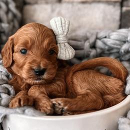 Ginny - Red  Goldendoodle puppy in Corona, California from West Coast Goldendoodles