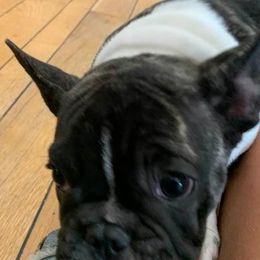 French Bulldogs from Peaks Ranches