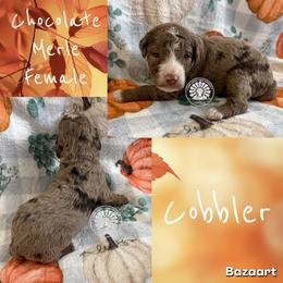 Cobbler - Chocolate merle female Bernedoodle puppy in Godwin, North Carolina from Farm Sweet Farm Doodles