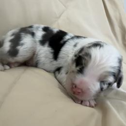 Boy 1 - Blue merle male Australian Shepherd puppy in Sudbury, Massachusetts from Wild Atlantic  Aussies