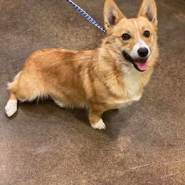 Pembroke Welsh Corgi All Grown Up from JK Corgis