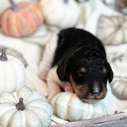 Poodle Puppies from Spanish Flower Standard Poodles