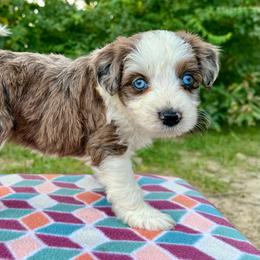 Blue eye girl - Blue merle female Aussiedoodle puppy in Hillsboro, Illinois from Perfect Paws Puppies