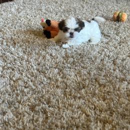 Shih Tzu Puppies from Puddle Jumpers Shih Tzus