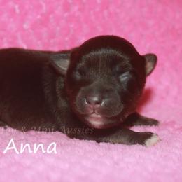 Anna - Black tri female Toy Australian Shepherd puppy in Godley, Texas from Flying H Toy and Mini Aussies