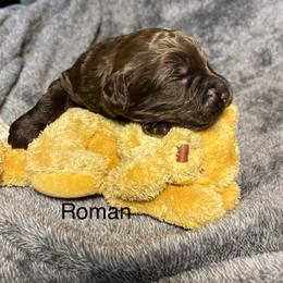 Roman - Chocolate male Goldendoodle puppy in New Ringgold, Pennsylvania from Hawk Mountain Doodles