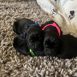 Golden Retriever and Labrador Retriever Puppies from The Golden Leash Kennels