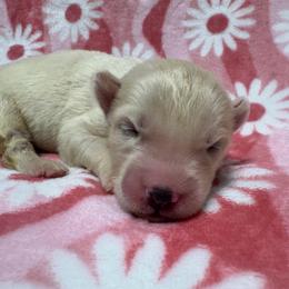 AKC Fiji - White female Siberian Husky puppy in Centreville, Maryland from Huskies By the Bay