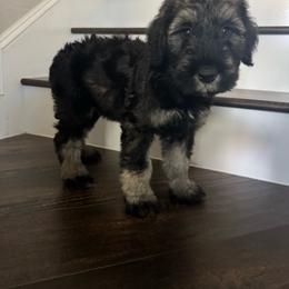 Male 2 - Pepper and salt male Giant Schnauzer puppy in Pearland, Texas from K & S Schnauzers